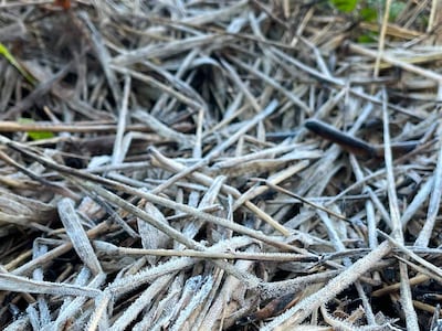Suelo cubierto de hierba seca y hojas con escarcha, mostrando un ambiente tranquilo y fresco en un paisaje natural.