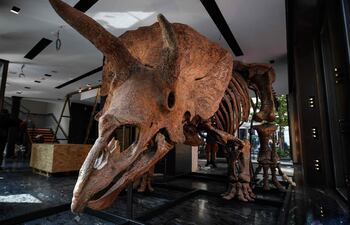 Triceratops expuesto antes de su subasta en la casa de subastas Drouot.
