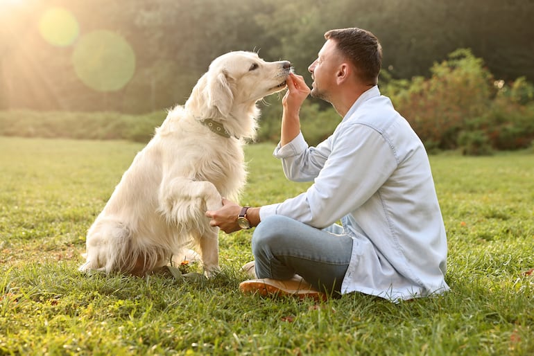 Perro de la raza golden retriever con su humano.