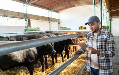 Simple, segura y directa: herramienta de compraventa de ganado vía WhatsApp