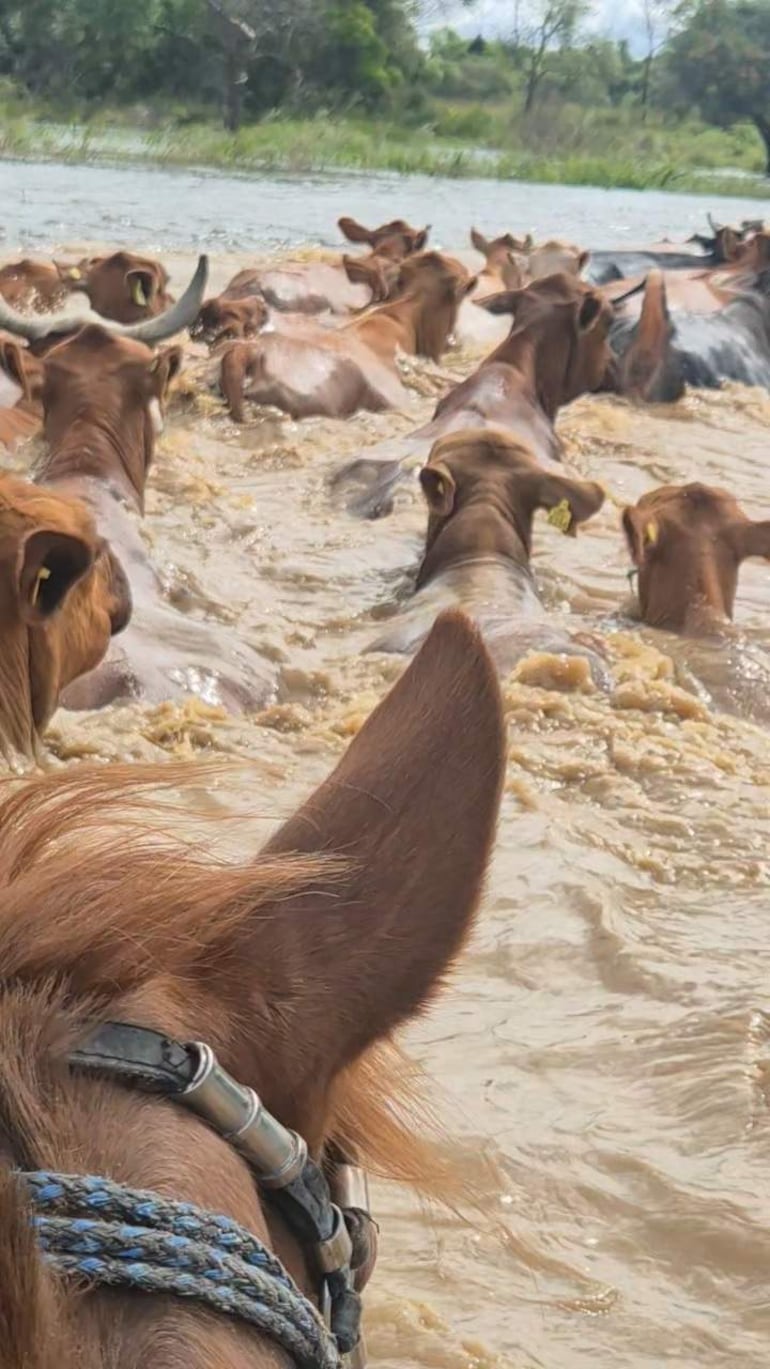Pequeños ganaderos evacuan sus animales de las zonas inundadas en Ayolas.