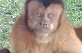 El mono fue decomisado y recibirá atención veterinaria.