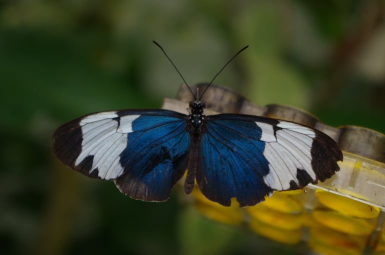 Mariposa Heliconius.