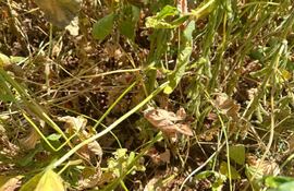 Escasez de lluvias afectará a productores de cultivos extensivos en el departamento de Itapúa.
