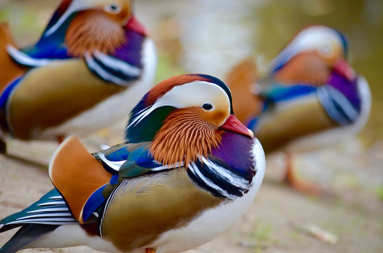 Pato mandarín (Aix galericulata).