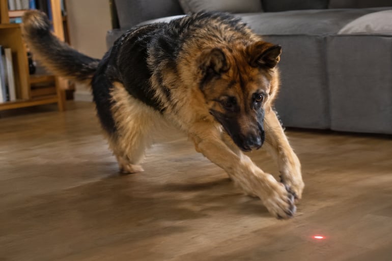Persecución de sombras y luces en perros