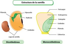 Semilla