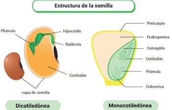 Semilla
