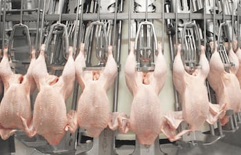 Disminuye la exportación de carne aviar.