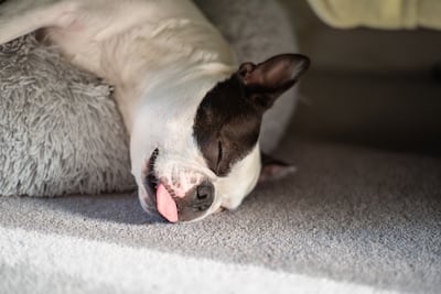 ¿Por qué los Boston Terrier roncan tanto?