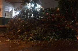 Árbol de gran tamaño cae y bloquea la calle Jejuí en Asunción