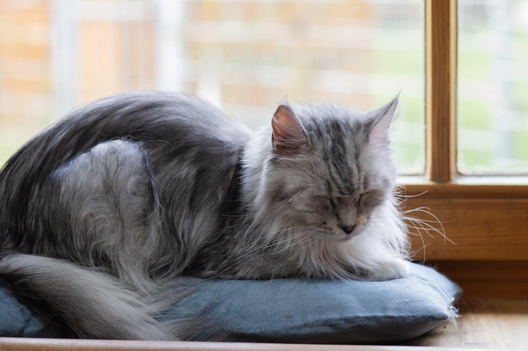 Gato anciano, imagen ilustrativa.