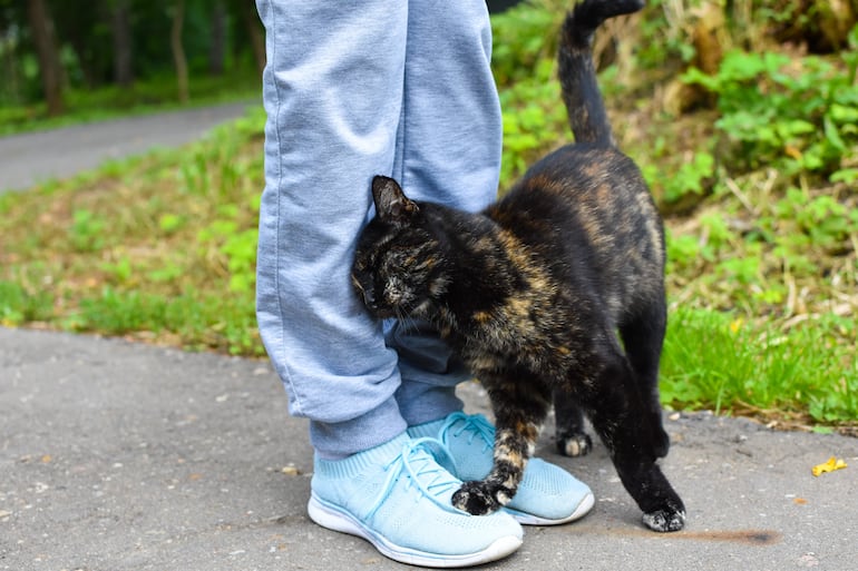 Si tu gato se cruza entre tus piernas al llegar a casa o mientras preparás su comida, suele estar buscando contacto, atención o seguridad.