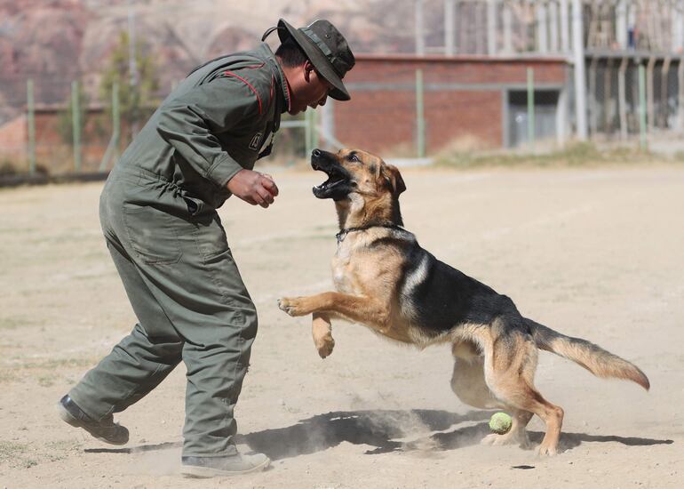 Un instructor entrena con un perro durante una jornada de instrucción en el Centro de Adiestramiento Canes de la Policía Boliviana Chocolate, en La Paz (Bolivia).