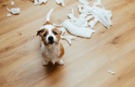 Perro destructivo.
