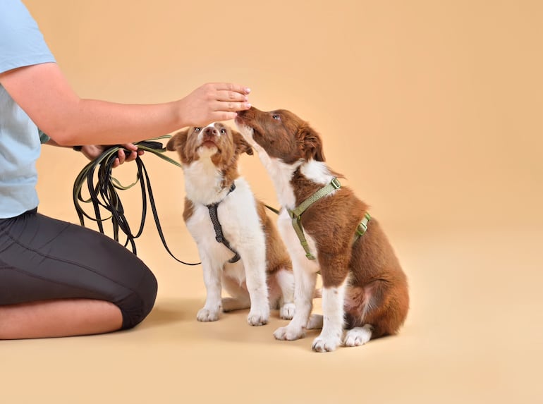 Adiestramiento canino.