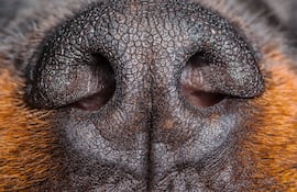 Hocico seco de un perro braquicefálico.