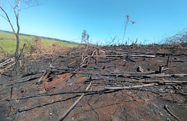 La comitiva fiscal y de técnico constató la tala y quema de vegetación.