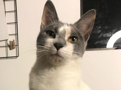 Su pelaje es negro, gis y blanco.