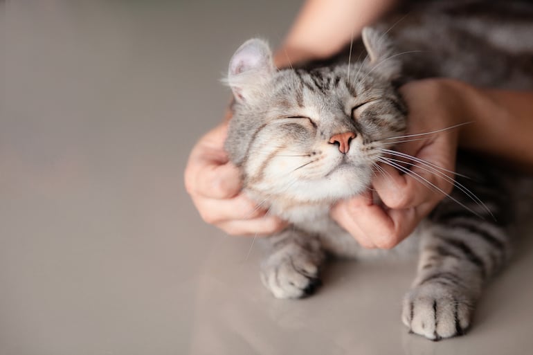 Cómo ganarse la confianza de un gato: qué gestos funcionan según la ciencia.