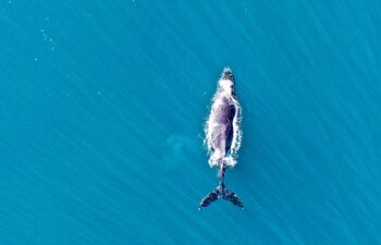 Ballena jorobada.
