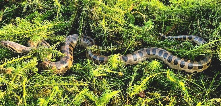 Serpiente anaconda en medio de densa vegetación, con patrón de manchas oscuras sobre fondo claro.