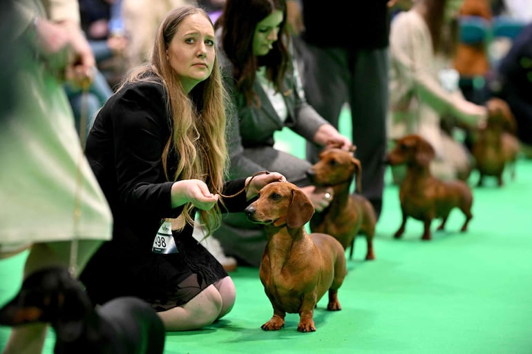 Dachshunds de pelo liso se alinean para la evaluación en el segundo día del Crufts, la exposición canina, en el National Exhibition Centre de Birmingham, en el centro de Inglaterra, el 6 de marzo de 2026.