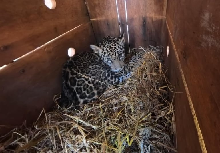 Jerovia, un cachorro jaguareté, fue trasladado del Chaco a centro ambiental de Itaipú