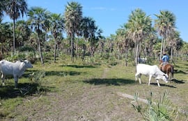 Hombre con camisa azul y sombrero montado en caballo, dirigiendo vacas blancas en un campo seco y soleado.