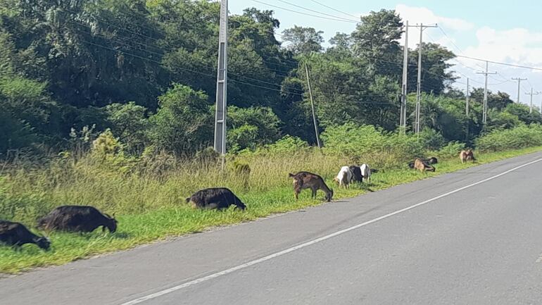 La falta de cercados adecuados de los dueños de establecimientos ganaderos de la zona,contribuye a que estos circulen libremente al costado de la carretera, aumentando la posibilidad de accidentes de tránsito.