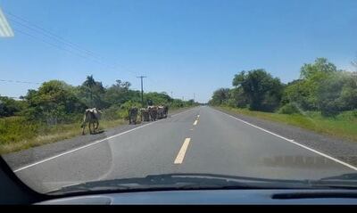 A diario se observan animales sueltos por la ruta Py 04 y la ruta PY 19 y que han ocasionado múltiples accidente de transito.