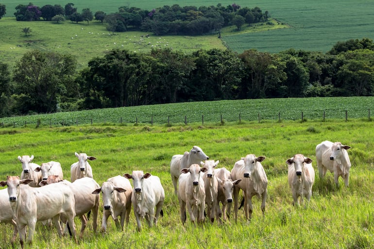Avance de la ganadería.