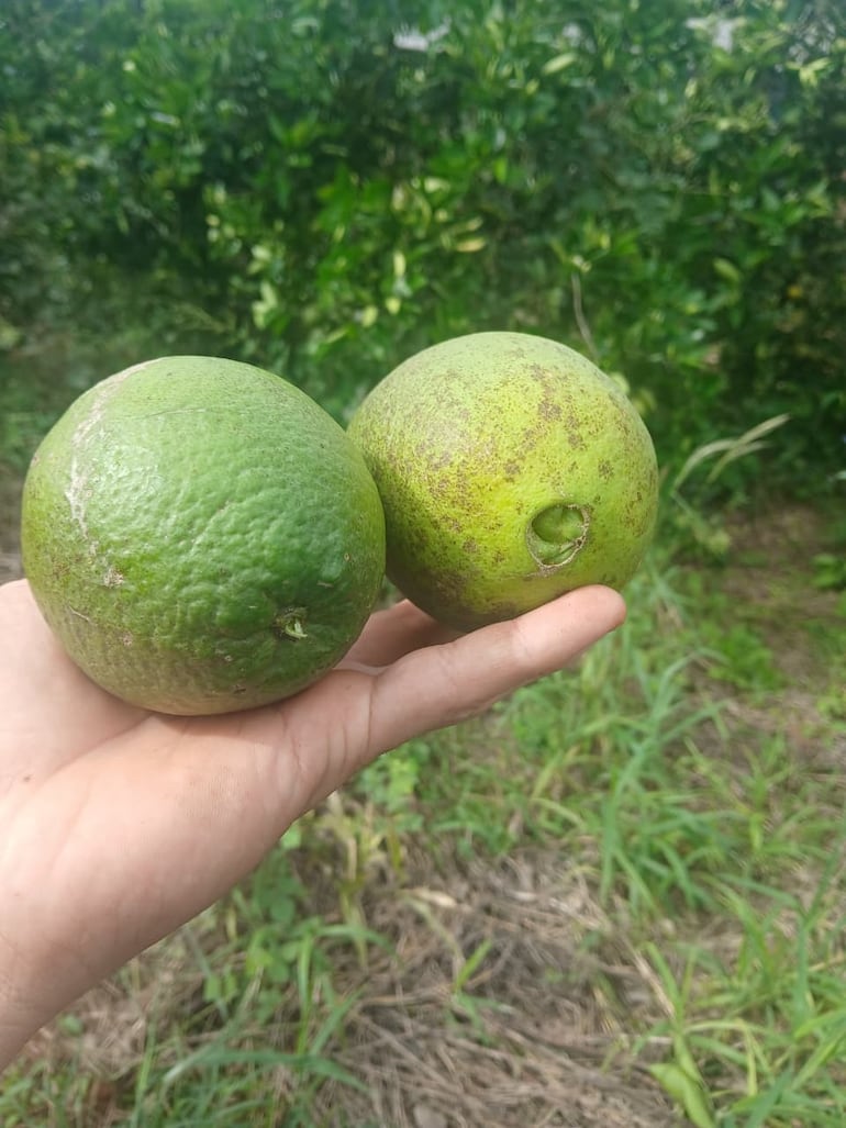Los cítricos son esenciales para el organismo humano, ya que aportan vitamina C y antioxidantes que fortalecen el sistema inmunológico.