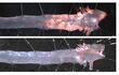 El desarrollo de aterosclerosis exacerbada en la aorta de ratones progeroides (imagen superior) se previene al eliminar progerina en las células de músculo liso vascular (imagen inferior). Imagen facilitada por el Centro Nacional de Investigaciones Cardiovasculares (CNIC).