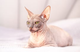 Gato Sphinx.
