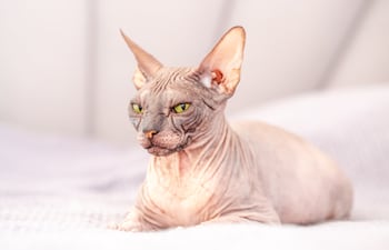 Gato Sphinx.
