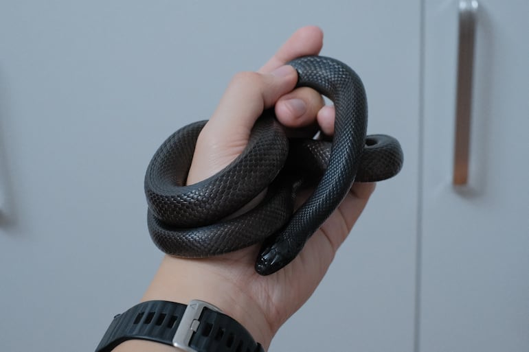 Serpiente negra enrollada alrededor de la mano de una persona.
