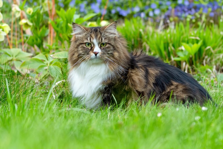 Gato siberiano.