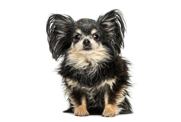 Perro chihuahua de pelo largo.
