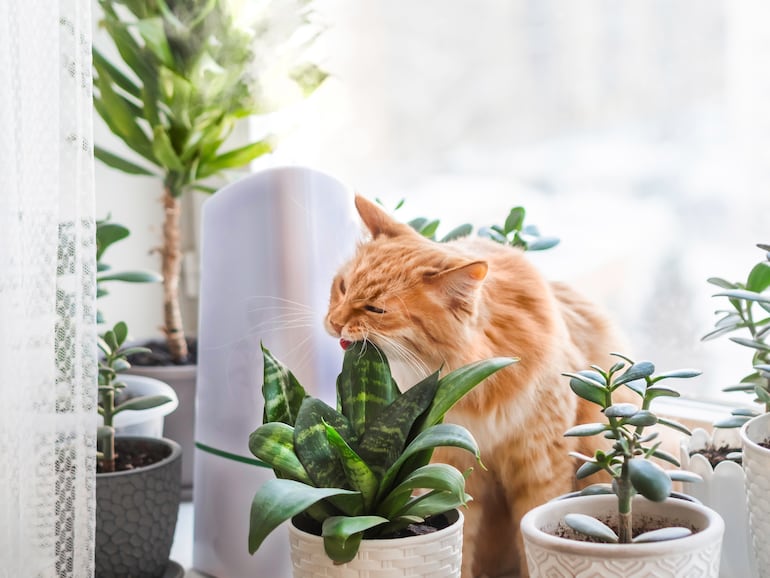 Si tu gato mordió una planta, alejalo de inmediato, retirale con suavidad los fragmentos visibles de la boca y guardá una muestra o sacale una foto a la especie.