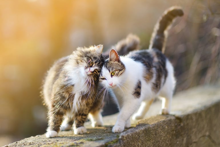 Dos gatos.
