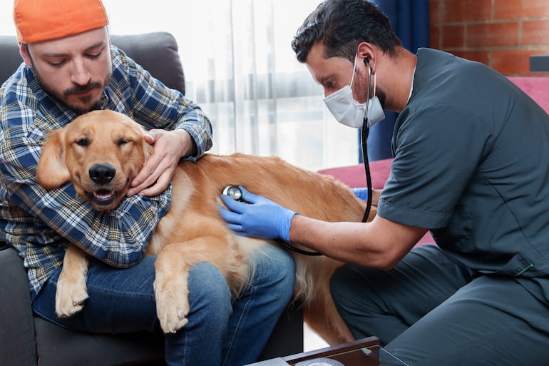 Concepto de cuidados paliativos para mascotas.