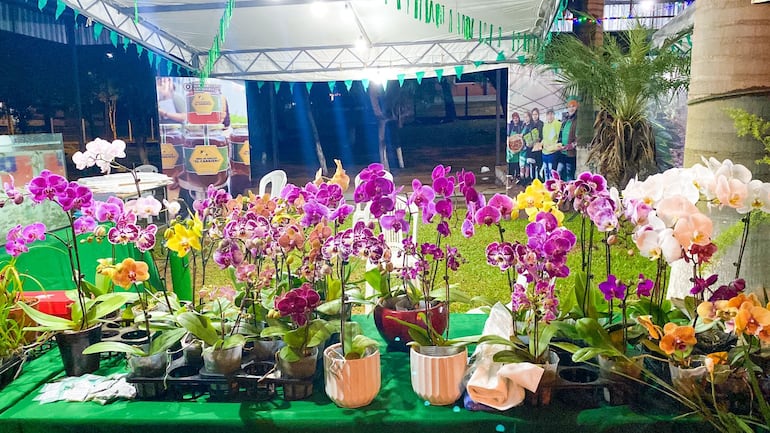 Una de las atracciones del evento fue la exhibición de una gran variedad de orquídeas