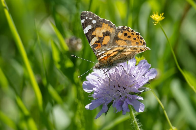 Mariposa cardera (Vanessa cardui).