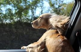 Perro feliz en el auto.