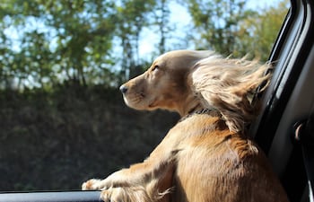 Perro feliz en el auto.