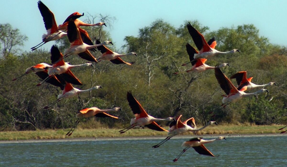 Asunción se prepara para recibir la XV Feria de Aves de Sudamérica 2026