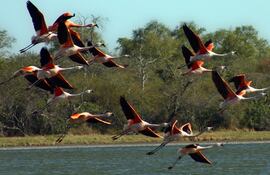 La feria de Aves de Sudamérica se realizará del 17 al 20 en el Centro Cultural del Puerto de Asunción.