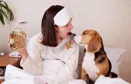 Perro madrugador, imagen ilustrativa.