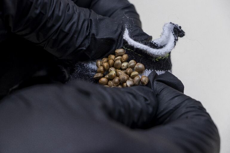 Hallan marihuana de alta potencia en cajas de encomiendas que vinieron de Estados Unidos, en tres formatos distintos.